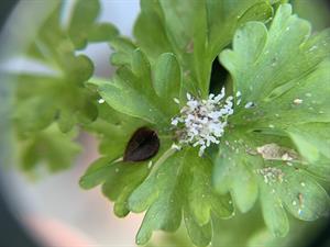 Fargro_leaf 
